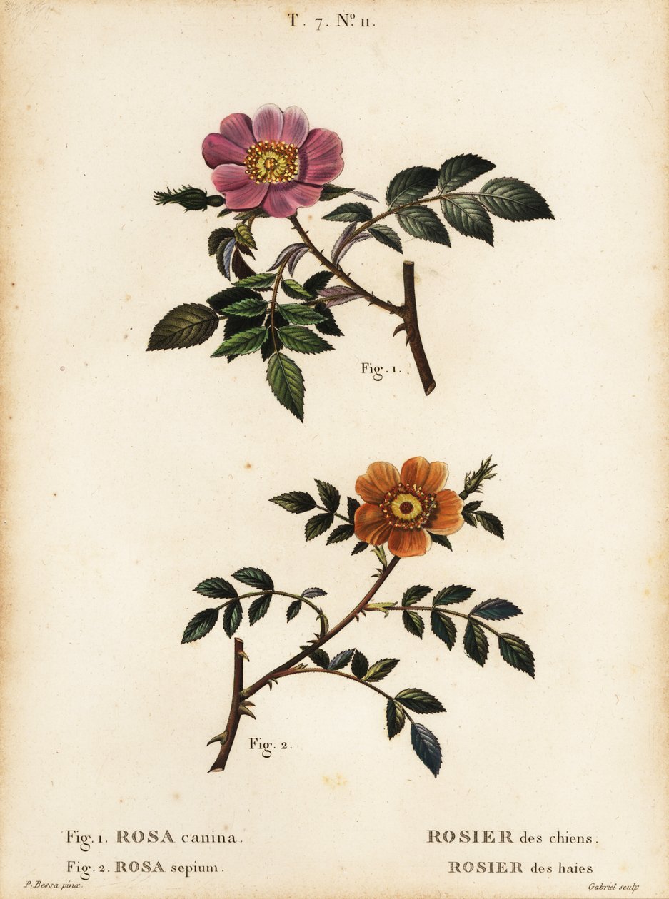 Růže psí, Rosa canina, Rosier des Chiens 1 a vřes malolistý, Rosa sepium, Rosa agrestis, Rosier des Haies 2 od Pancrace (after) Bessa