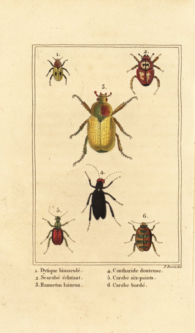 Dytiscus bimaculatus 1, scarab 2, chroust, Melolontha melolontha 3, Cantharis brouk 4, Carabus sexpunciatus 5 a Omophron limbatum 6 od Pancrace (after) Bessa