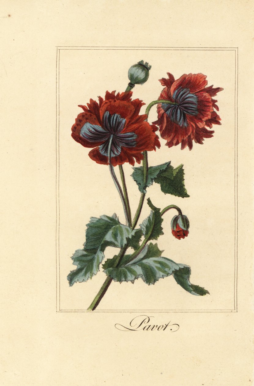 Hybridní odrůda máku, pavotu, Papaver rhoeas od Pancrace (after) Bessa