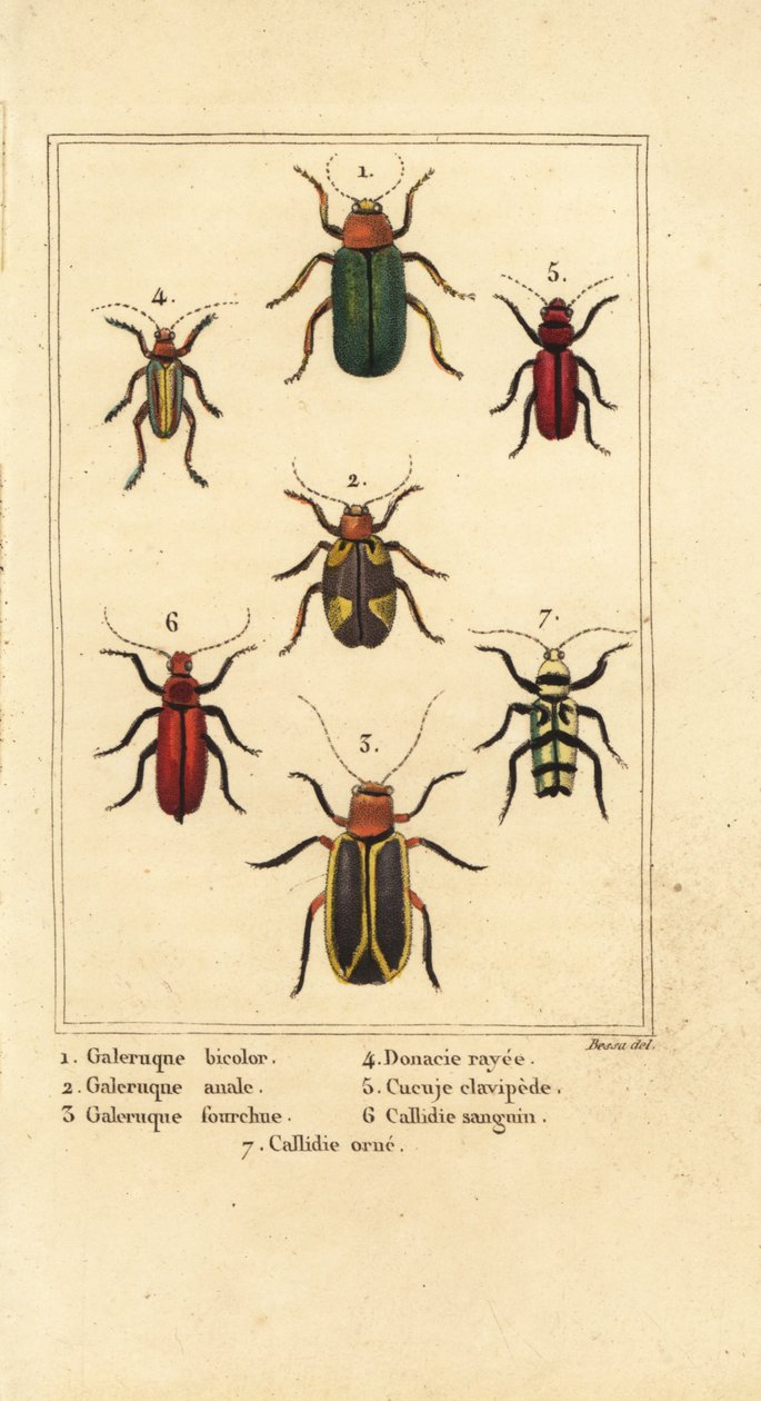Listoví brouci, Galeruca druh 1, Aulacophora analis 2, Cyclotrypema furcata 3, Donacia vittata 4, plochý kůrovec, Cucujus clavipes 5, Pyrrhidium sanguineum 6 a Chlorophorus varius 7 od Pancrace (after) Bessa