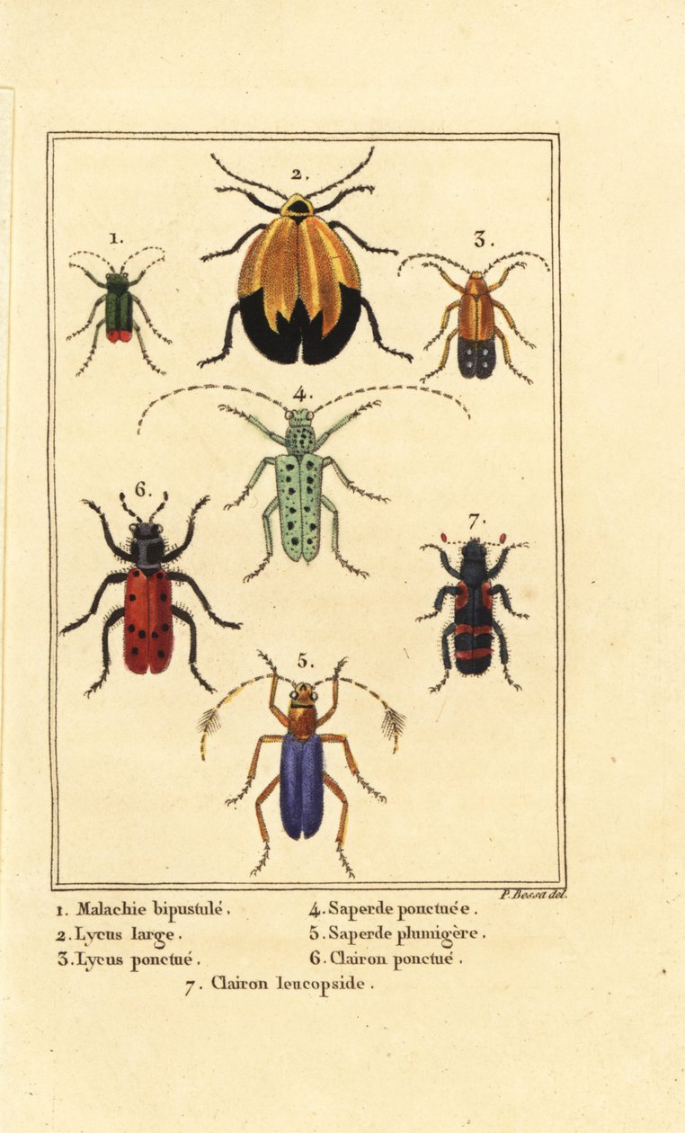 Malachitový brouk, Malachius bipustulatus 1, síťokřídlí, Lycus melanurus 2, Lycus punctatus 3, Saperda punctata 4, Saperda species 5, Trichodes octopunctatus 6 a Trichodes apiarius 7 od Pancrace (after) Bessa