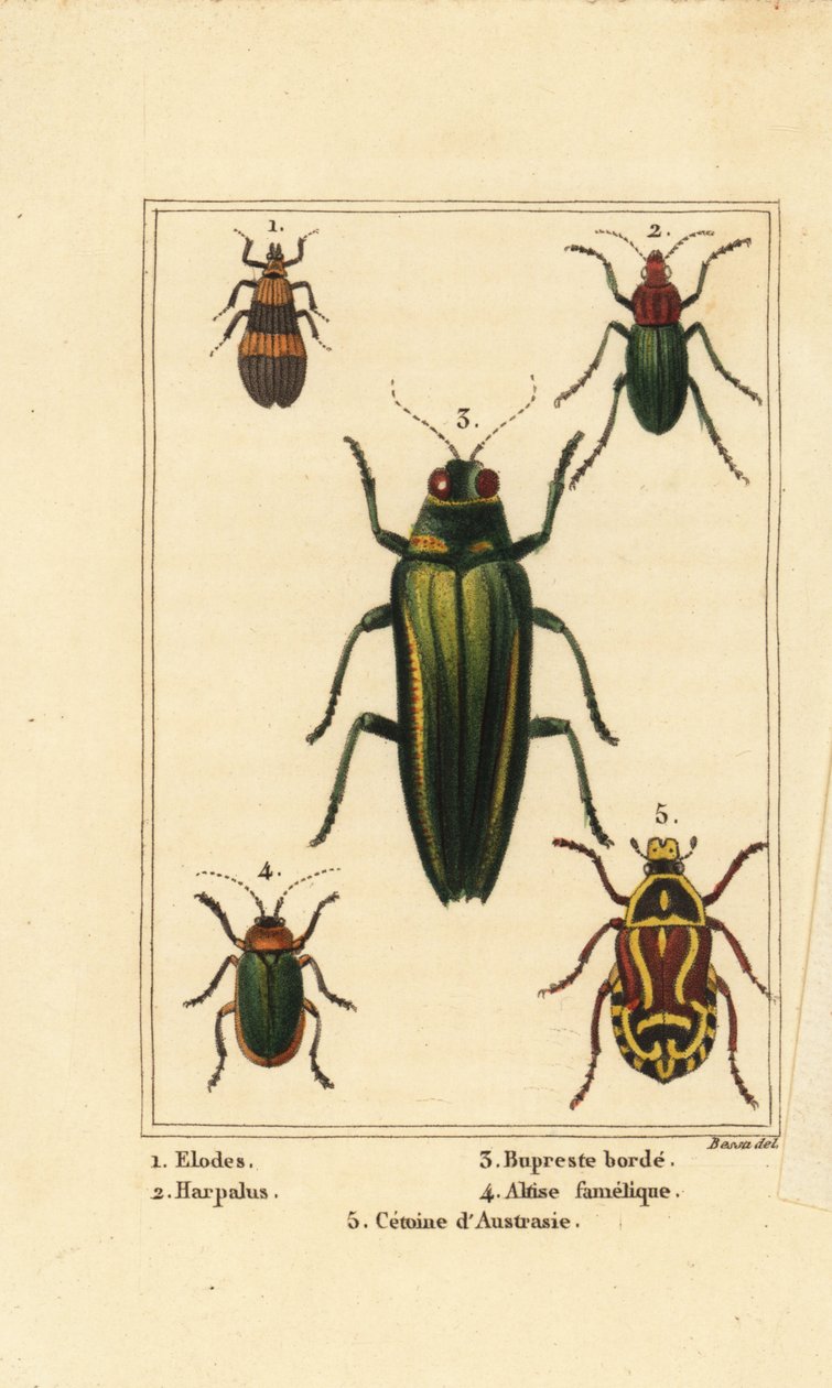Marsh beetle, Elodes 1, Harpalus beetle 2, jewel beetle, Buprestis 3, blešák, Altica famelica 4, a růžovka, Cetonia species 5 od Pancrace (after) Bessa
