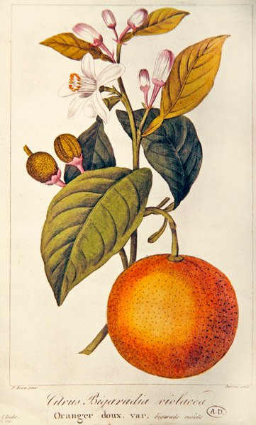 Oranžová, vyryla Barois, kolem roku 1820 (barevná rytina) od Pancrace (after) Bessa