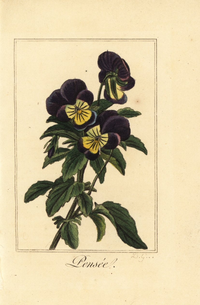 Maceška, pensee, Viola tricolor var. od Pancrace (after) Bessa