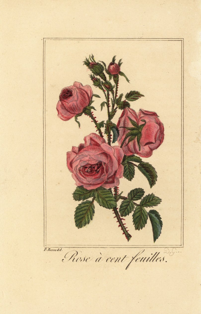 Provence růžové zlato kapustová růže, Stolistá růže, Rosa centifolia od Pancrace (after) Bessa
