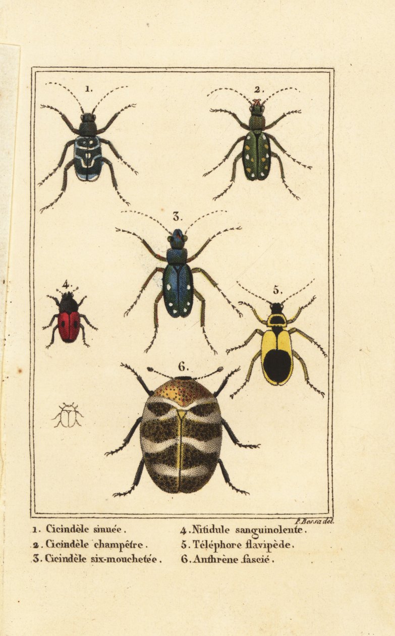 Tiger brouci, Cicindela sinuata 1, Cicindela campestris 2, Cicindela sexguttata 3, Nitidula bloodstained 4, pestrý kobercový brouk, nažloutlý telefor 5, Anthrenus verbasci 6 od Pancrace (after) Bessa