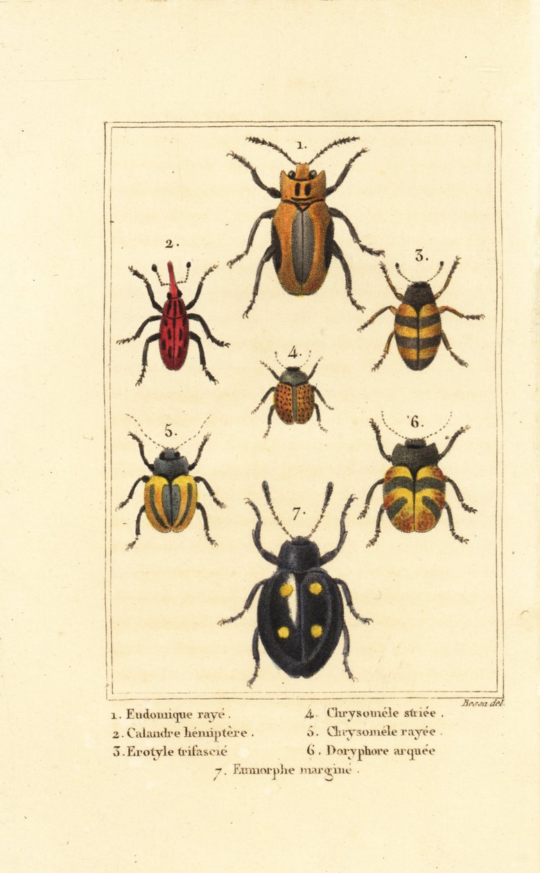 Nosatci: Eudomychus striata 1, Calandra hemiptera 2, houba líbivá, Erotylus species 3, Chrysomela striata 4, Acalymma vittatum 5, Chrysomela arcuata 6 a Eumorphus marginata 7 od Pancrace (after) Bessa