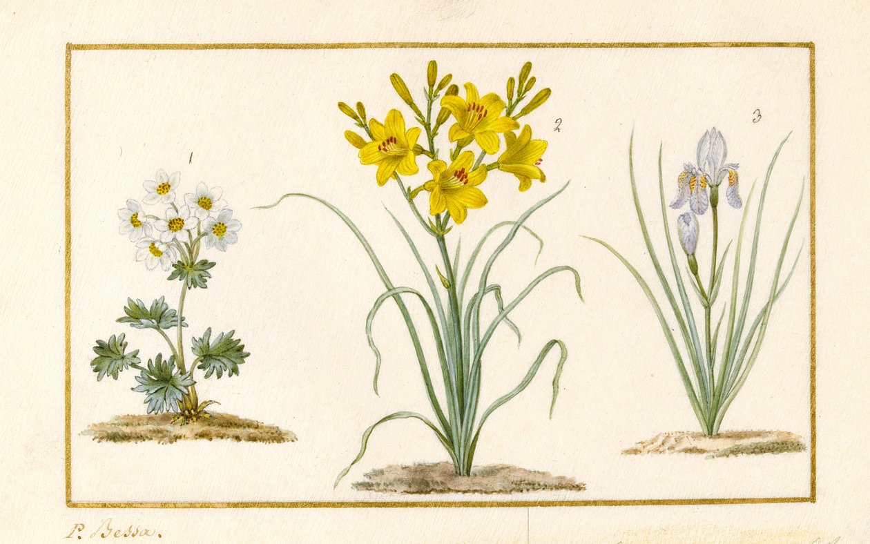 Annemone, Hemerocale a Iris (detail) (grafit, čb a tělová barva na pergamenu) od Pancrace Bessa