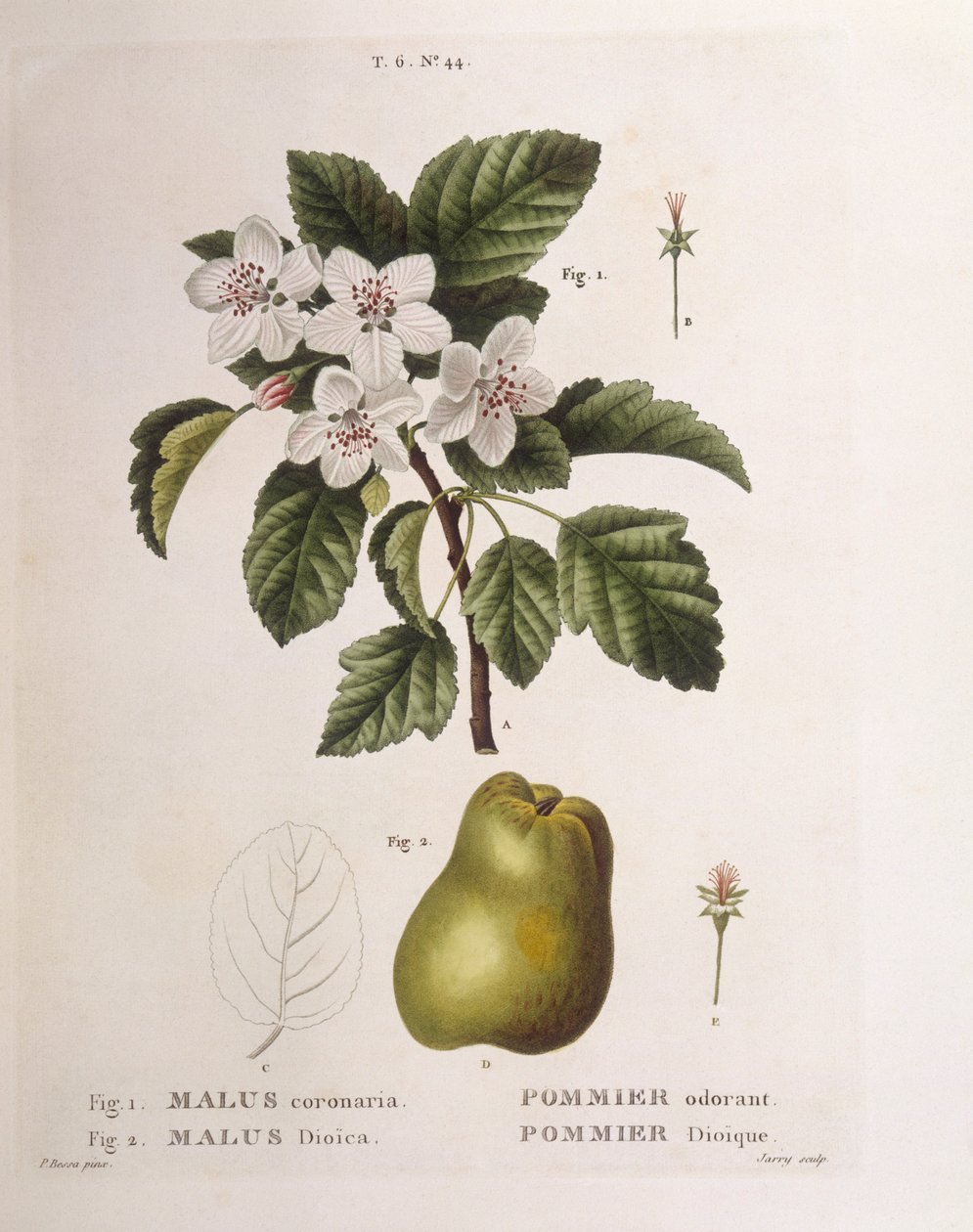 Krabí jablko (Malus coronaria), Henry Louis Duhamel du Monceau, botanická deska od Pancrace Bessa od Pancrace Bessa