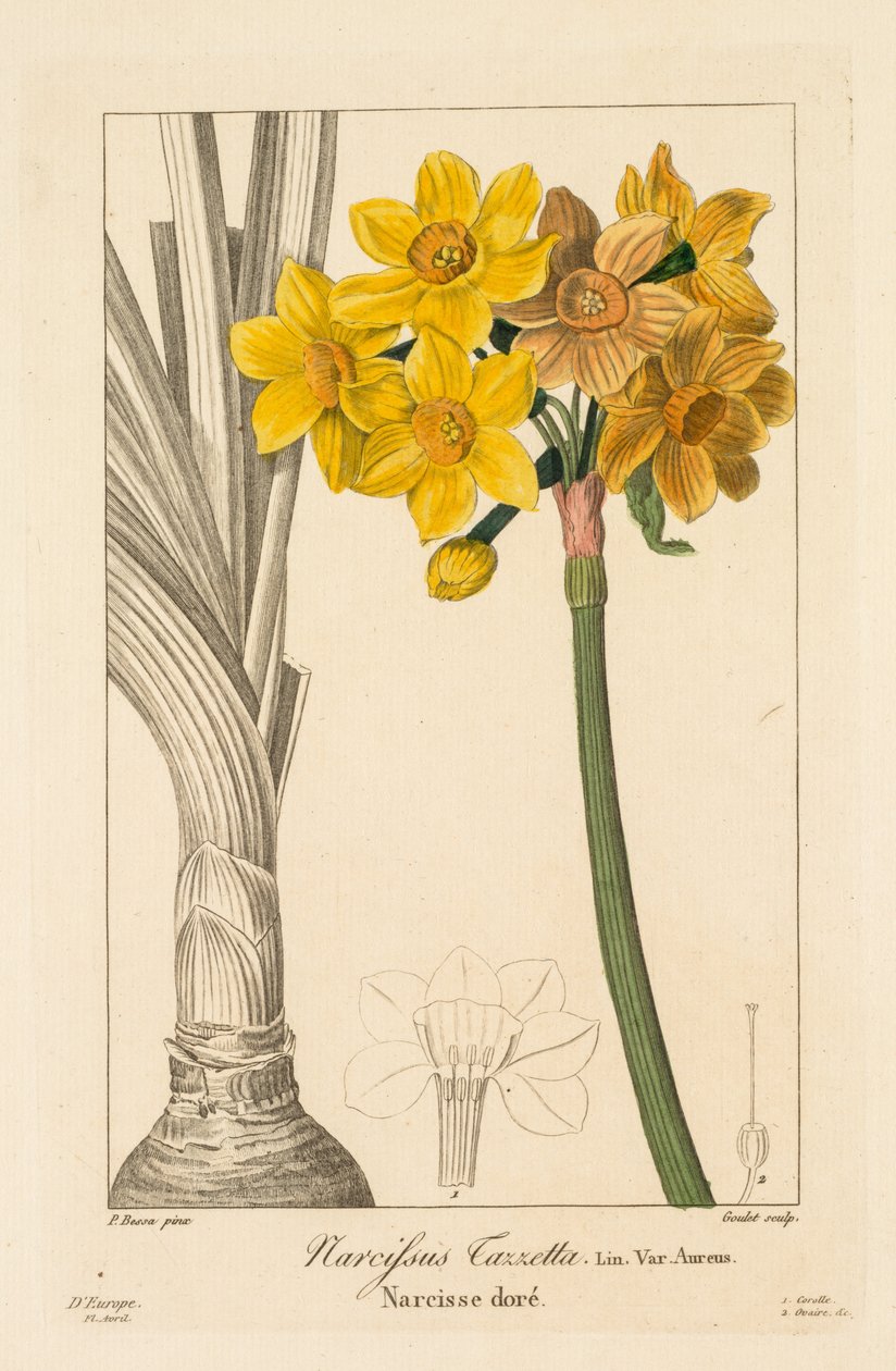 Flóra zahradníků, nadšenců a výrobců: Polyanthus nebo Cluster Narcissus, 1836. od Pancrace Bessa
