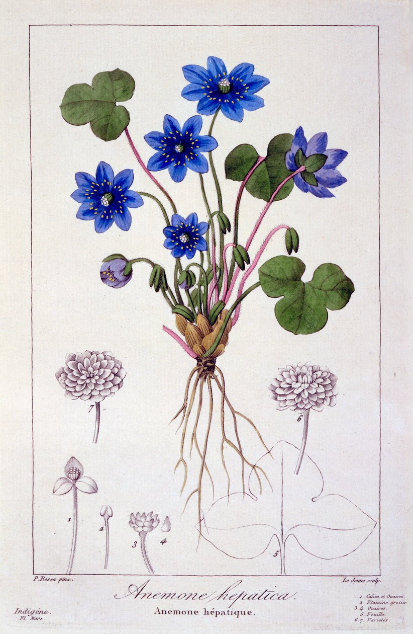 Hepatica nobilis, 1836 (ručně kolorovaná rytina) od Pancrace Bessa
