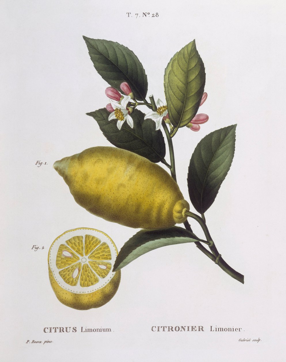 Citron (Citrus limonium), Henry Louis Duhamel du Monceau, botanická deska od Pancrace Bessa od Pancrace Bessa