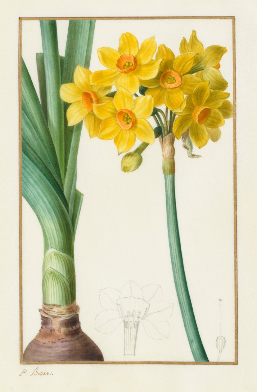 Botanická rostlina Polyanthus nebo Cluster Narcissus: Narcissus tazetta, 1836. od Pancrace Bessa