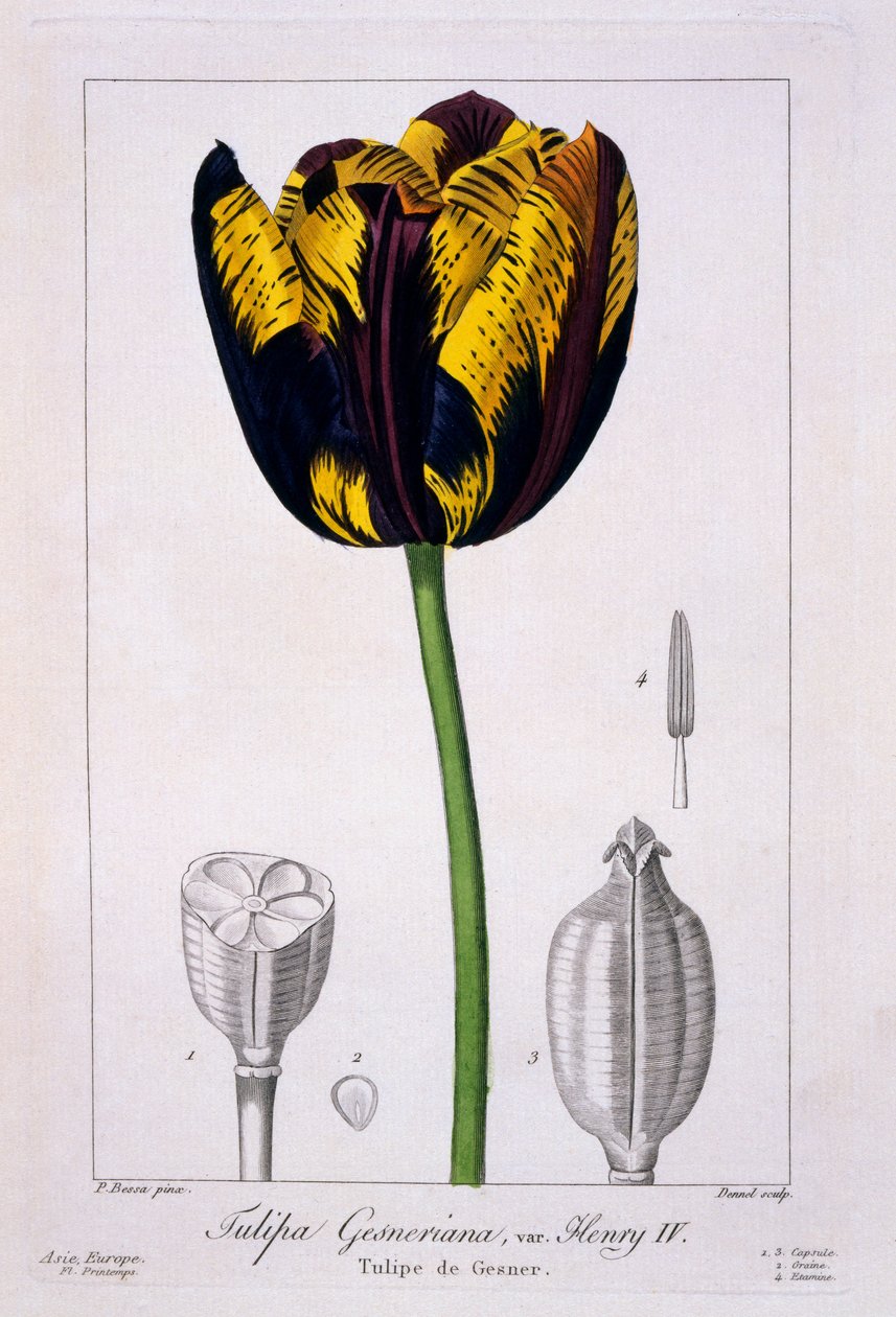 Tulipán krále Jindřicha IV., 1836 (ručně kolorovaná rytina) od Pancrace Bessa