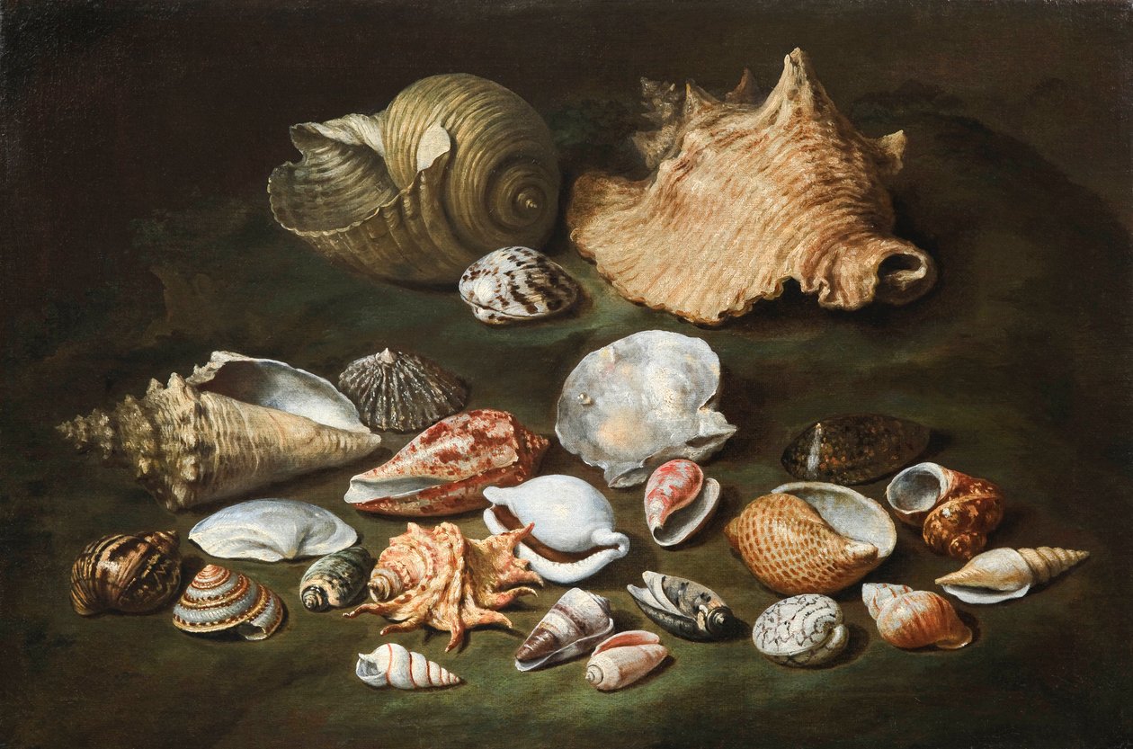 ""Příroda morte aux coquillages"" (Zátiší s mušlemi) Peinture de Paolo Porpora (1617-1673), - Olej na plátně, Rozměr 44,5x67 cm Fondation Custodia od Paolo Porpora