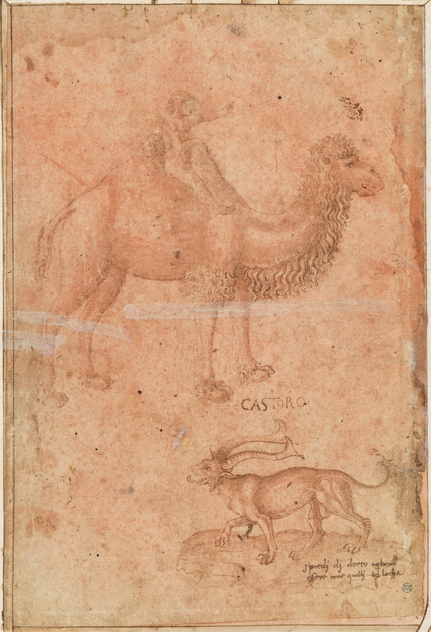 Ein Kamel mit einem reitenden Kind. Darunter ein fabelhaftes Tier (Castoro) od Paolo Uccello