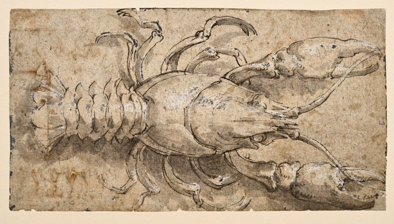 Raci (recto) od Parmigianino