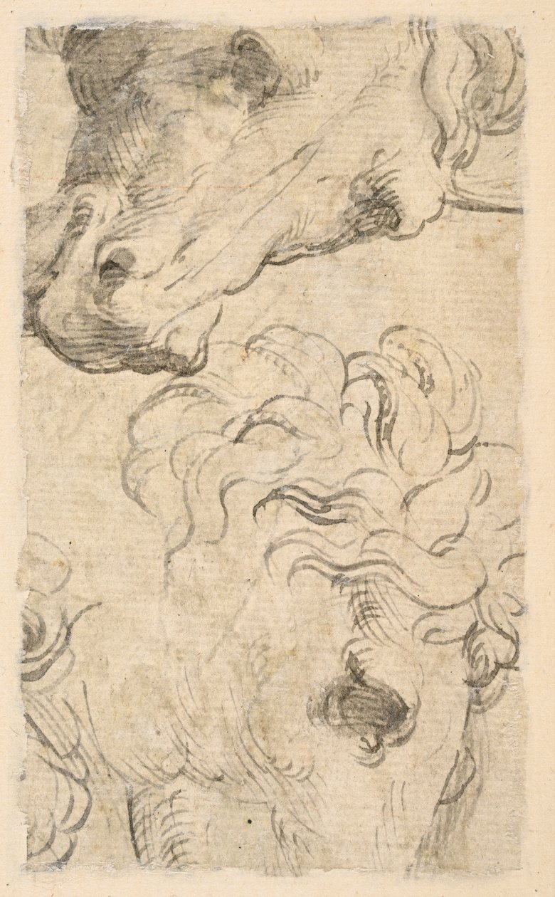 Dvě studie hlav koní (fragment) (verso) od Parmigianino