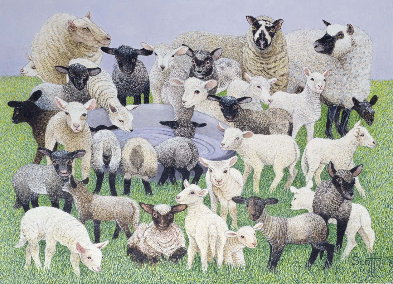 Feeling Sheepish (olej na plátně) od Pat Scott