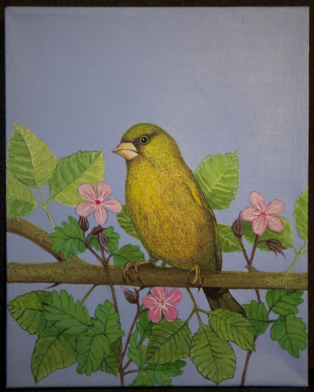 Greenfinch, 2016 od Pat Scott