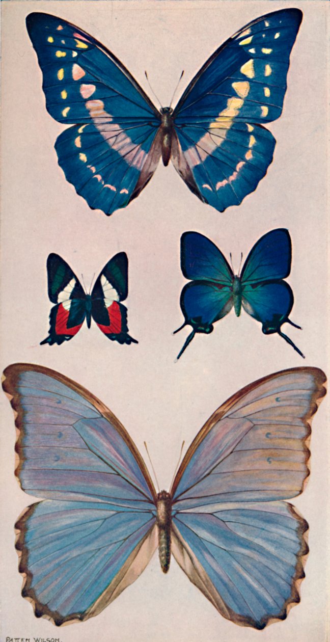Někteří z Rios Butterflies, 1914 od Patten Wilson