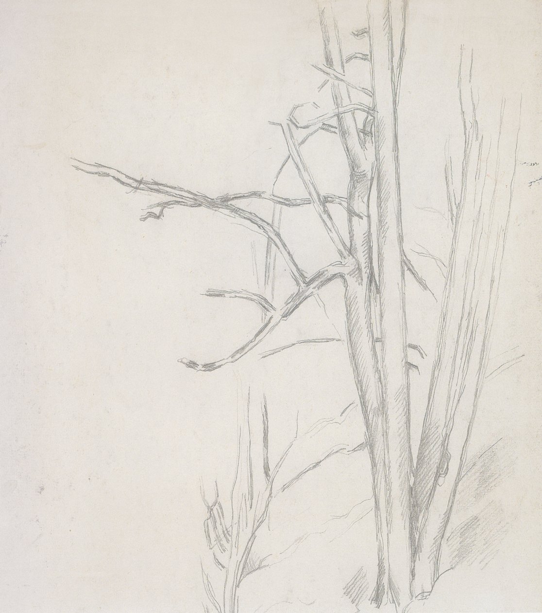 Studium stromu od Paul Cézanne