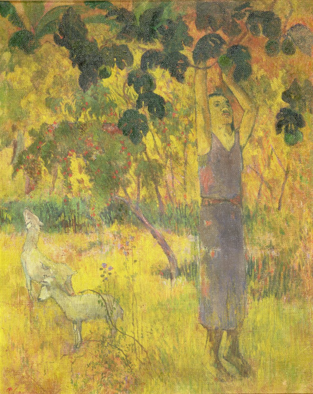 Muž sbírá ovoce ze stromu, 1897 od Paul Gauguin