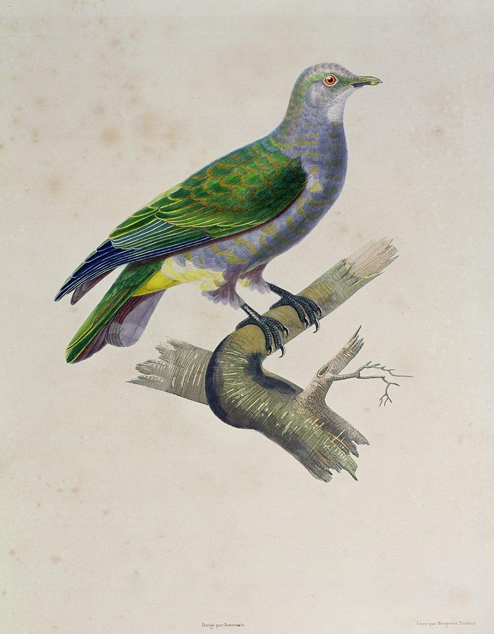 Holubice, z „Cesta kolem světa na fregatě Venuši, 1836-39“, vyryla Mougeot a Thebaut, 1841 od Paul Louis Oudart