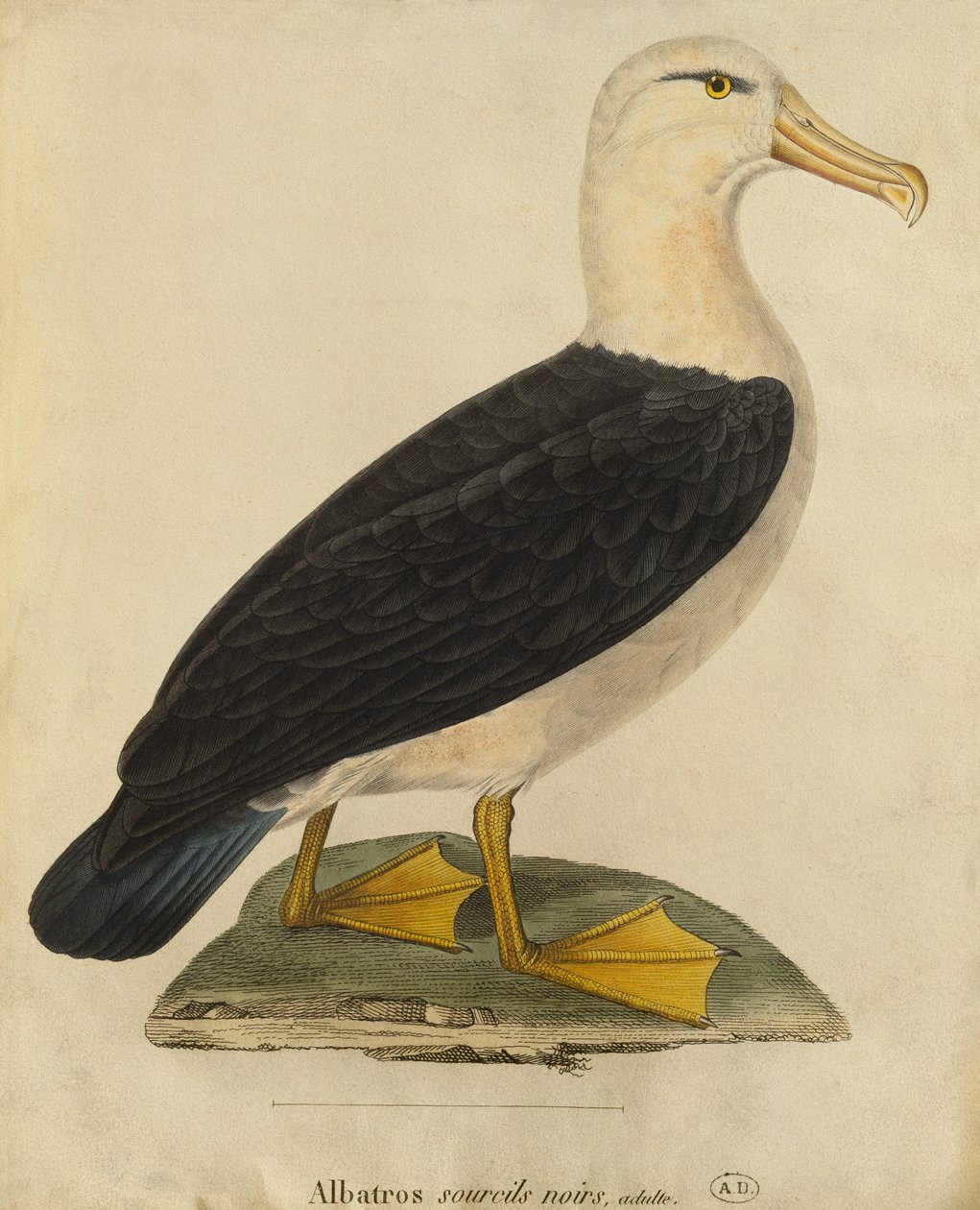 Albatros s černým obočím (barevná rytina) od Paul Louis Oudart