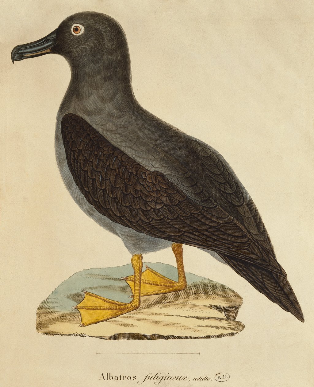 Sooty Albatross (barevné rytí) od Paul Louis Oudart