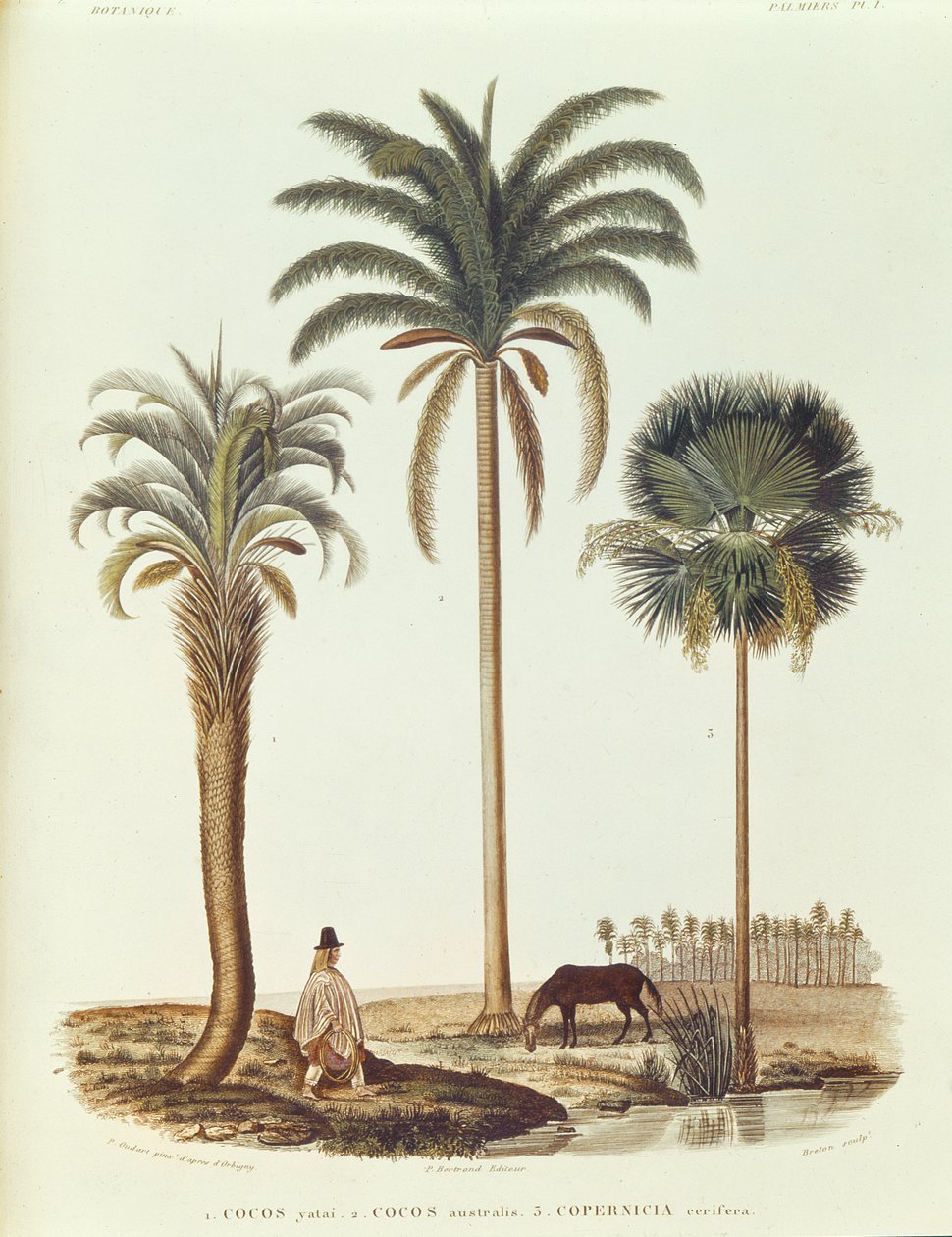 Druh argentinské palmy, ilustrace z Voyage dans lAmerique Meridionale od Alcide dOrbigny, vyryto Bretonem, 1847 od Paul Louis Oudart