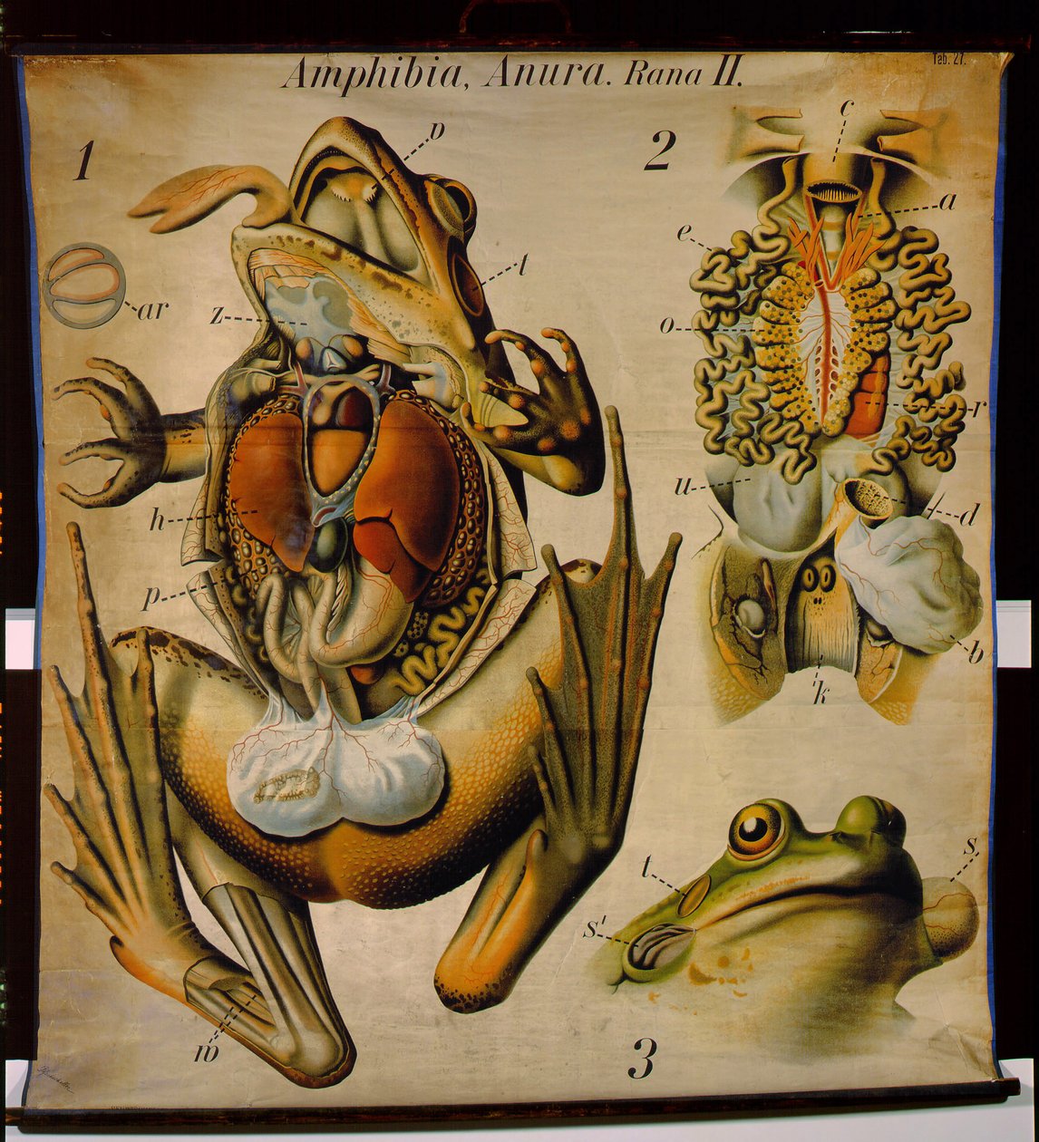 Anatomy of a Rana, č. 27, Pfurtscheller