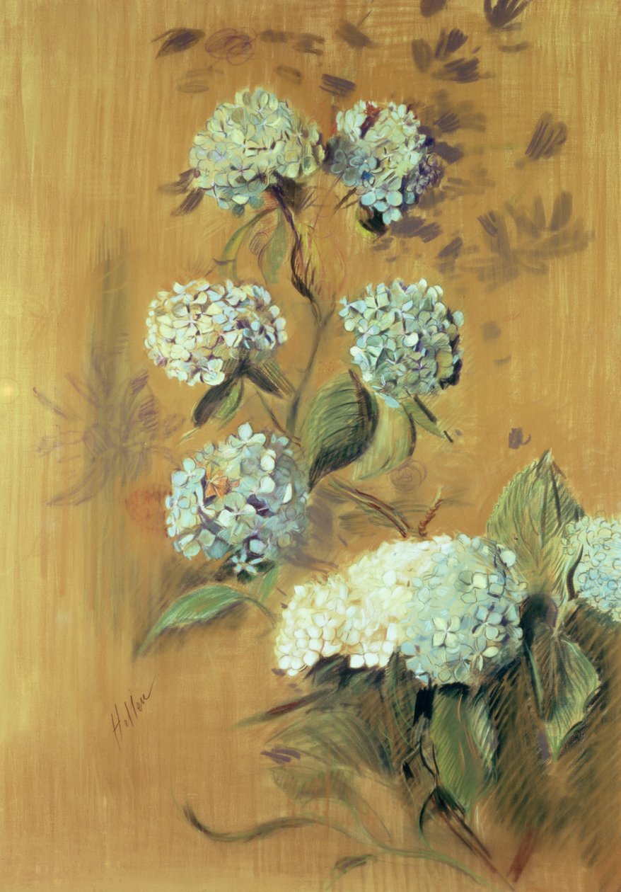 Hortenzie (pastel na papíře) od Paul Cesar Helleu