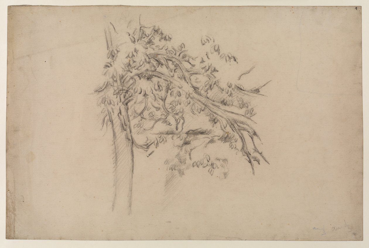 Study of a Tree, c.1885-87 (grafit na papíře) od Paul Cézanne