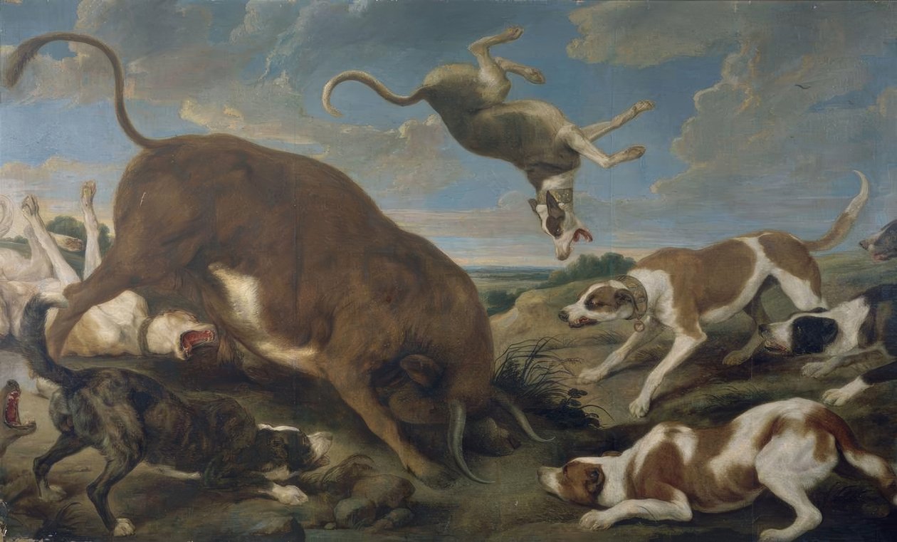 TORO ATACADO POR PERROS - SIGLO XVII - LIENZO 210 × 346 cm - BARROCO FLAMENCO od Paul De Vos