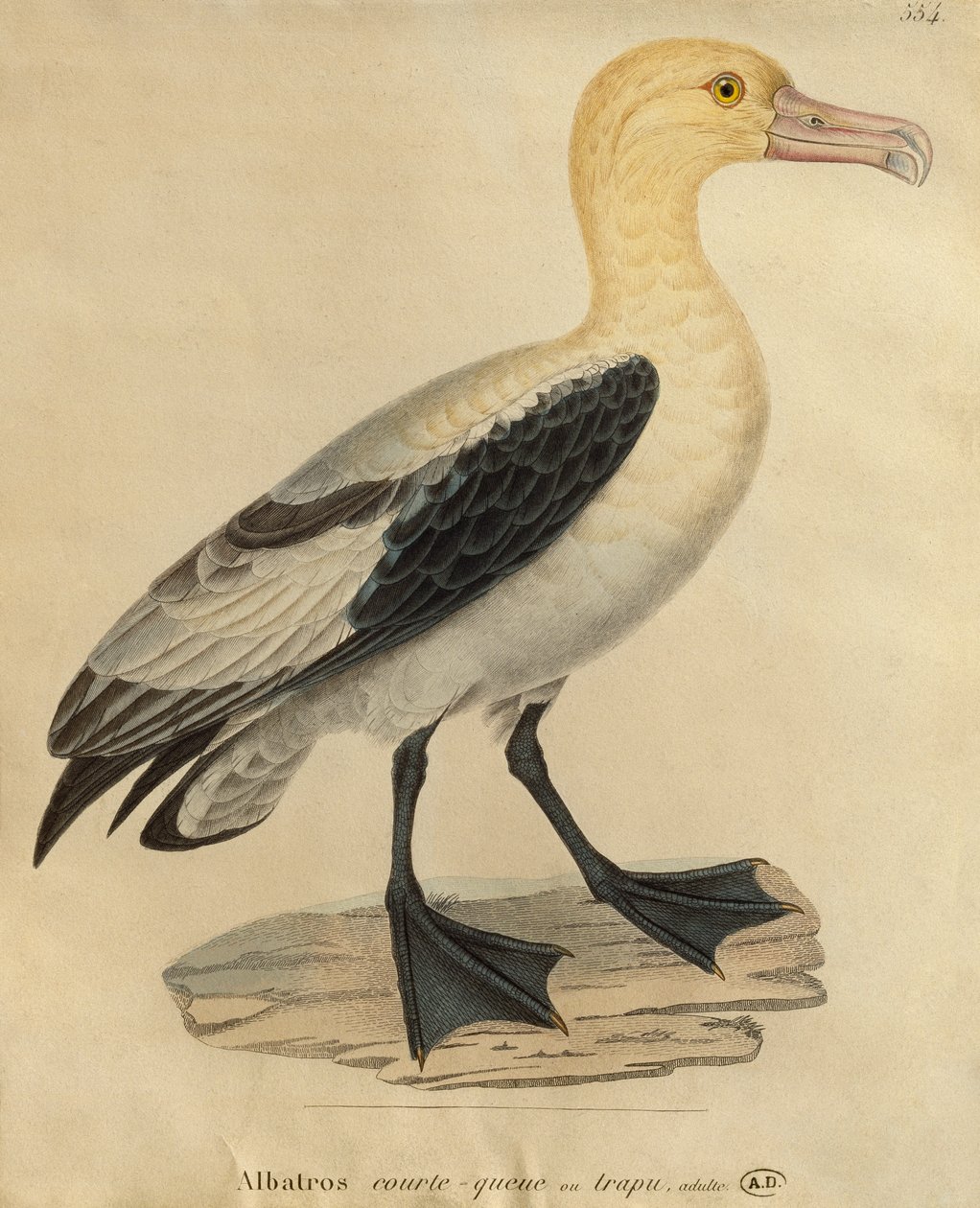 Albatros s krátkým ocasem (barevná rytina) od Paul Louis Oudart