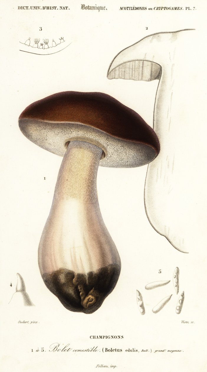Cep, penízovka, hřib hřib nebo hřib, hřib smrkový. ,1849 (rytina) od Paul Louis Oudart