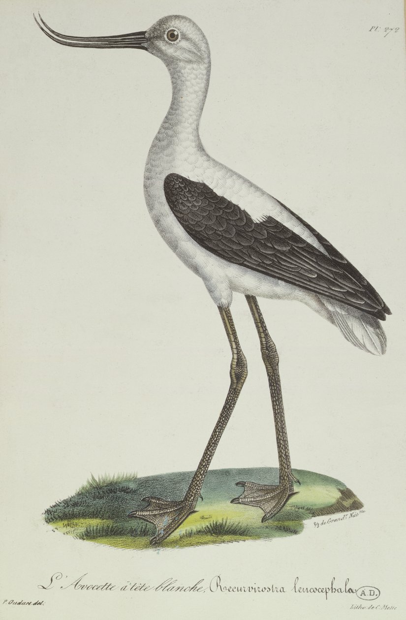 Avocet bělohlavý, počátek 19. století (barevná rytina) od Paul Louis Oudart