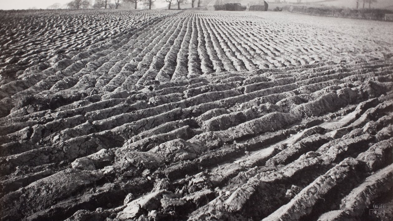 Zorané pole a stohy sena od Paul Nash