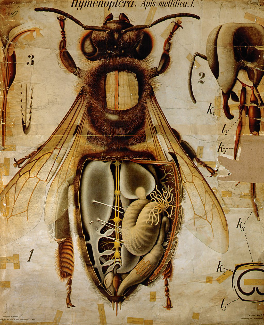Anatomie včely medonosné, č. 13, Pfurtscheller Zoological Wall Chart od Paul Pfurtscheller