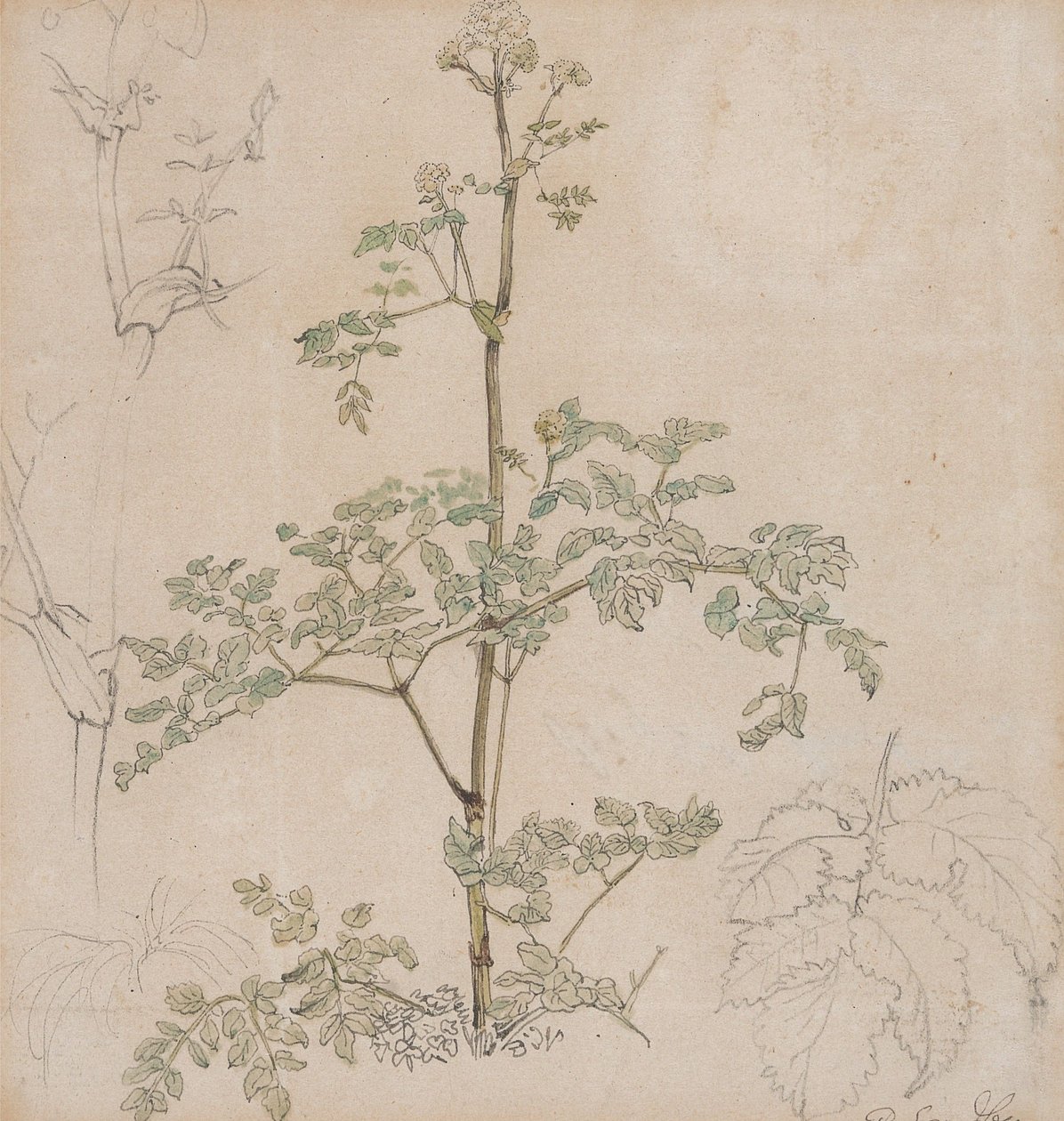 Studie kerblíku od Paul Sandby