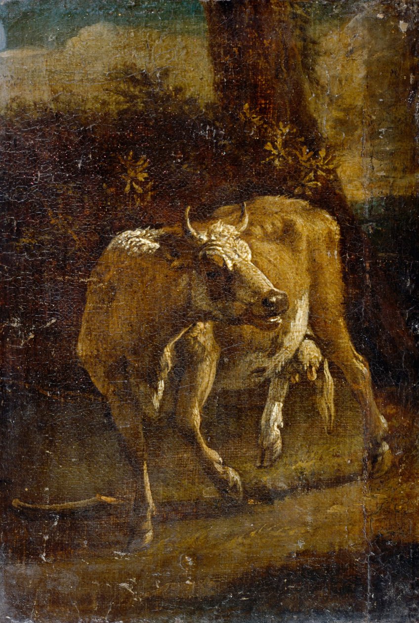 Kráva od Paulus Potter