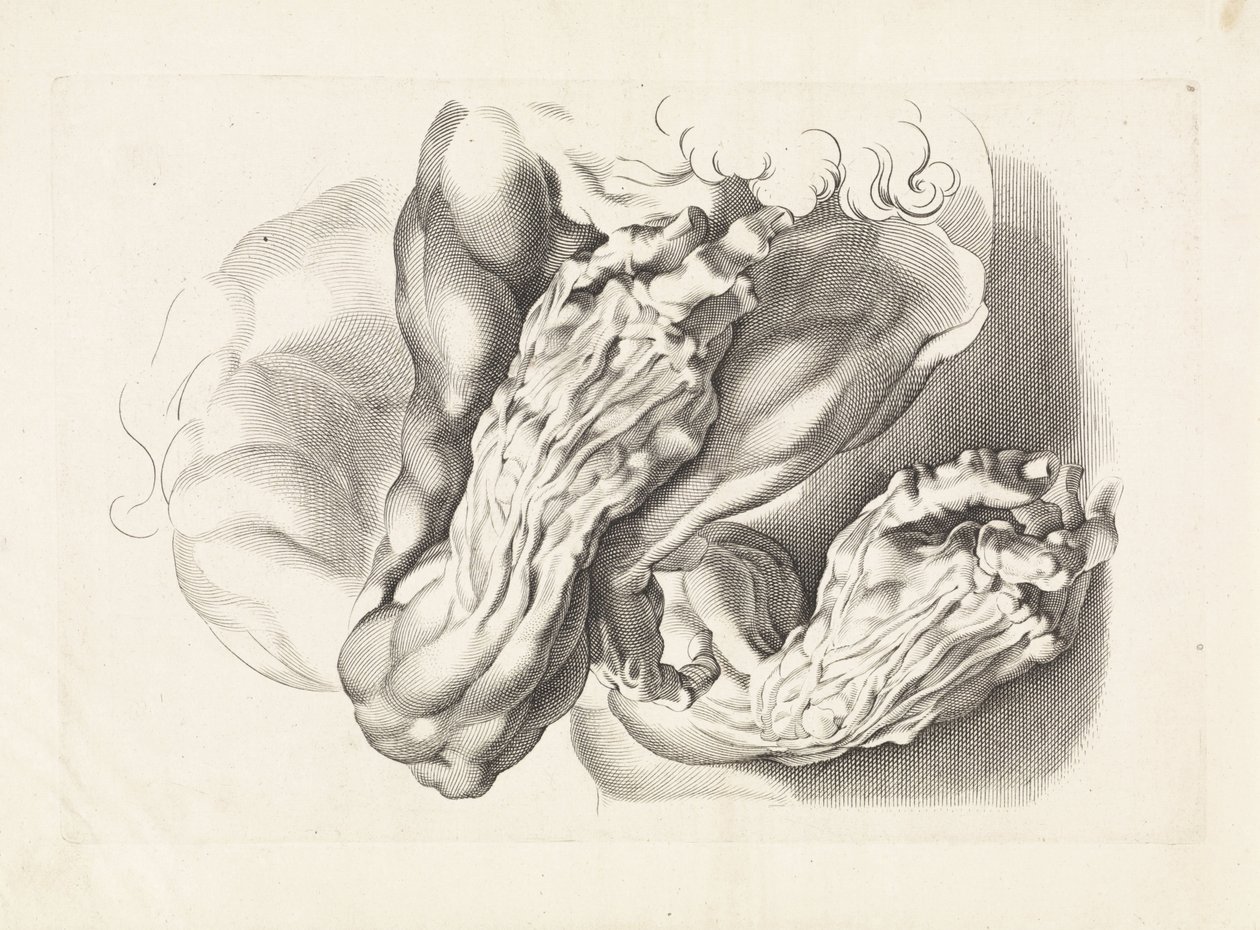 Anatomické studie paží Kniha kreslení Petera Paula Rubense (název série) od Paulus Pontius