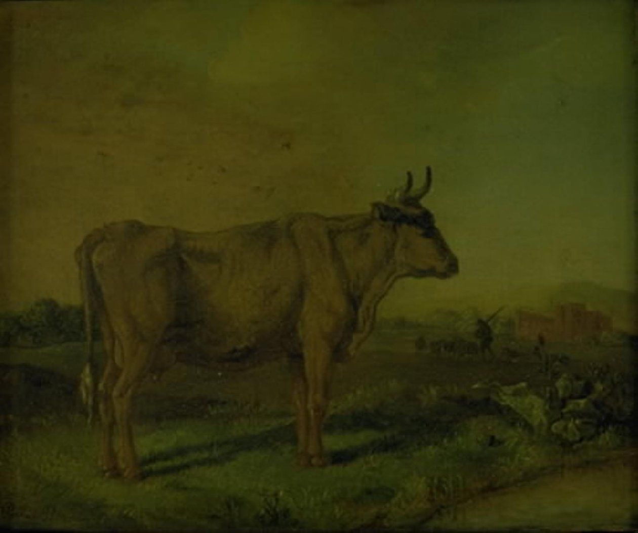 Kráva od Paulus Potter