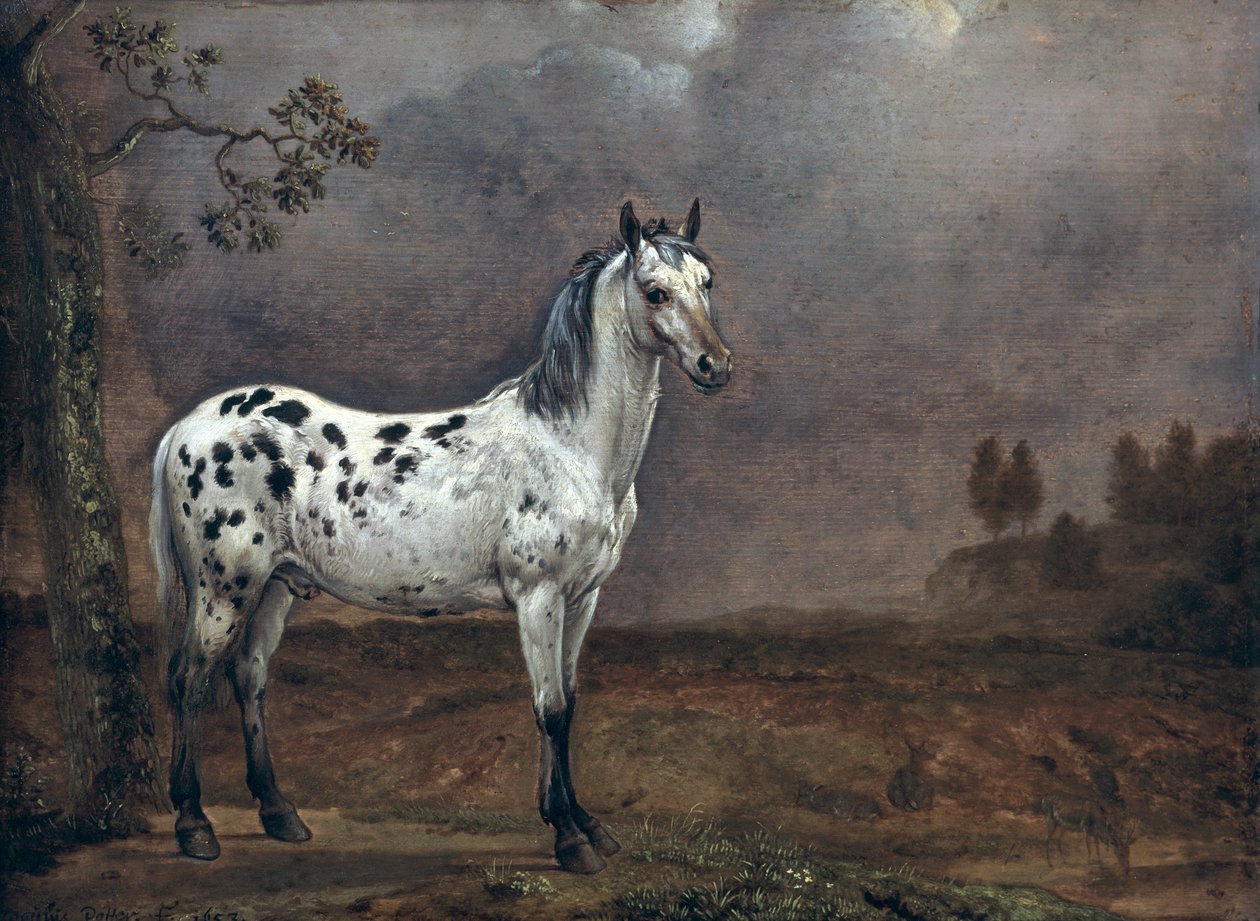 Piebald Horse od Paulus Potter
