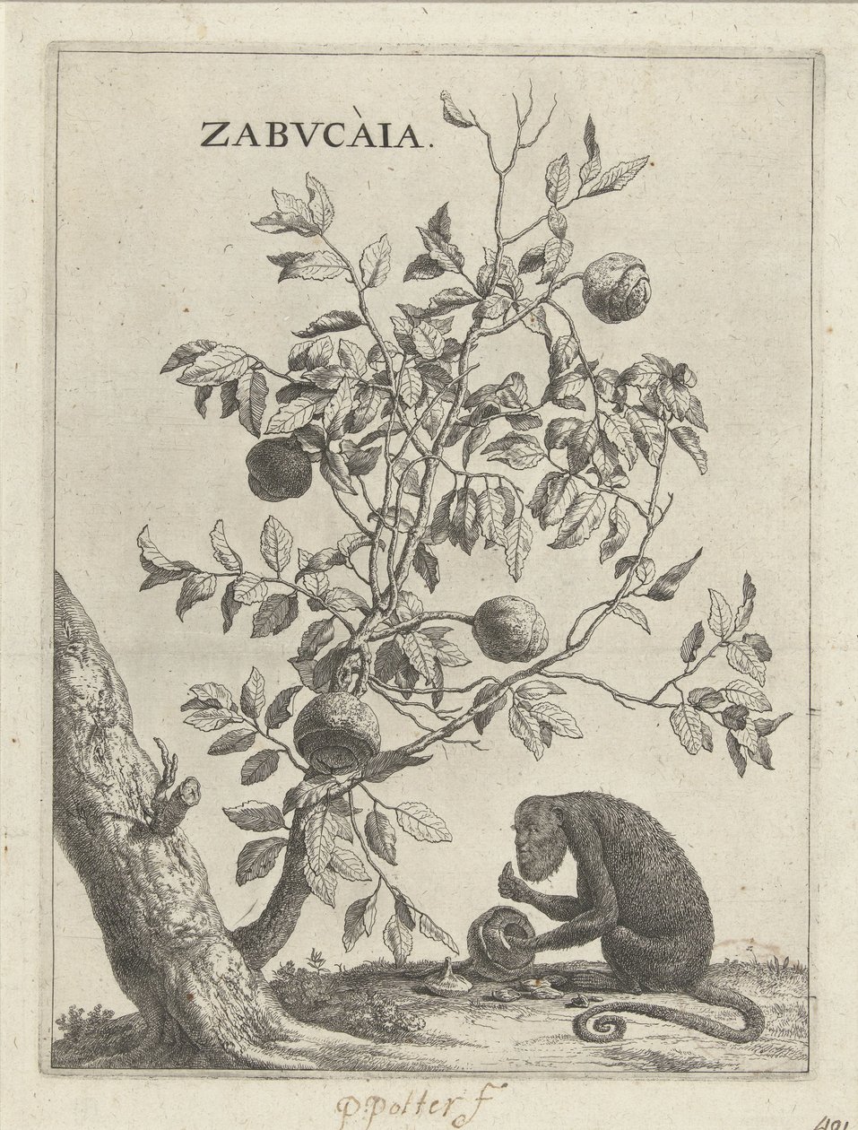 Zabucaiaboom en een aap Zabvcàia (název na objektu) od Paulus Potter