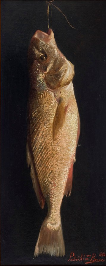 FishnPortugues: Ryby od Pedro Alexandrino Borges