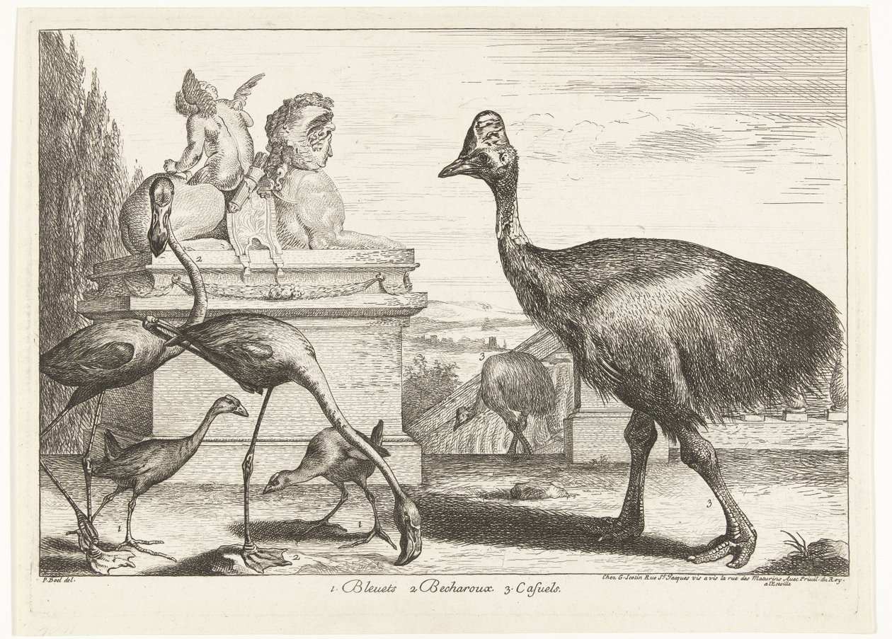 Kasuár, lyska nachová a plameňáci 1. Bleuets 2 Becharoux 3. Casuels (název na objektu) Ptáci ze zvěřince ve Versailles (název série) od Peeter Boel (attributed to)