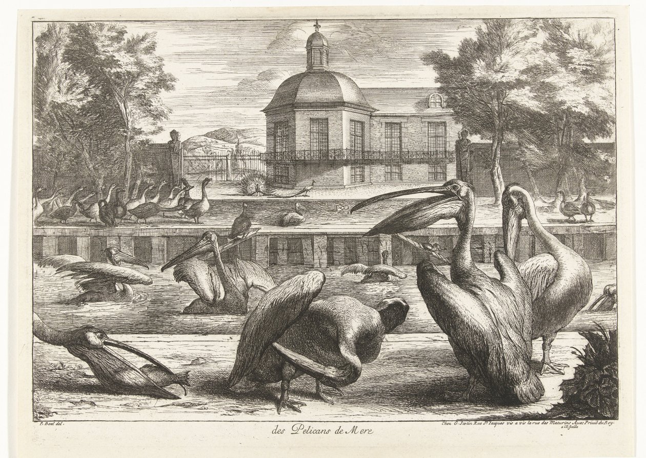 pelikáni des Pelicans de Mere (název na objektu) Ptáci ze zvěřince ve Versailles (název série) od Peeter Boel (attributed to)