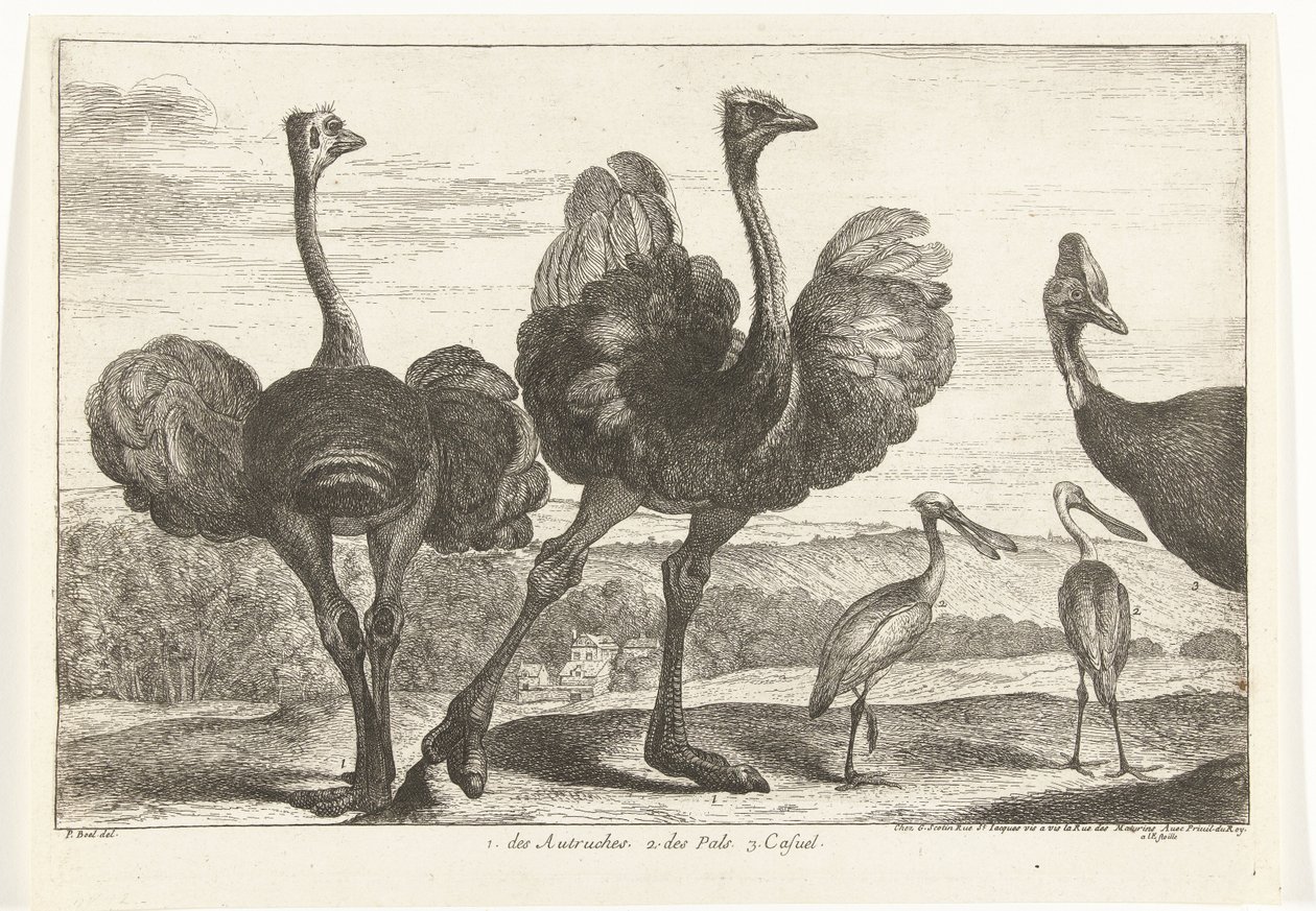Pštrosi, Cassowary a Spoonbill 1. Autruches. 2. des Pals. C. neformální Ptáci ze zvěřince ve Versailles (název série) od Peeter Boel (attributed to)